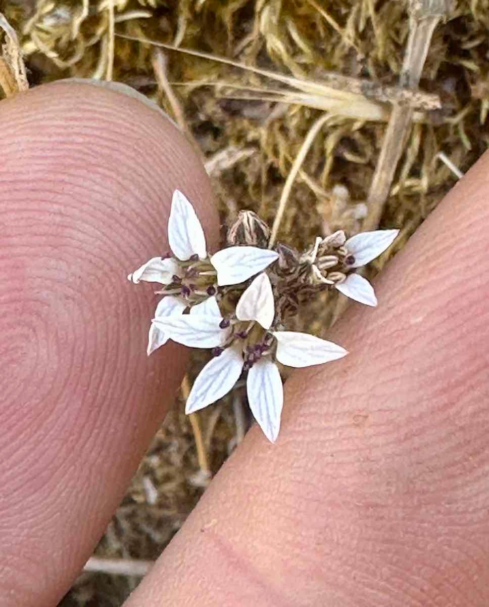 Jepsonia parryi