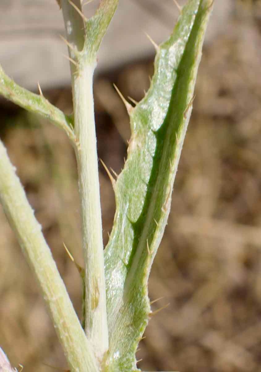 Cirsium mohavense