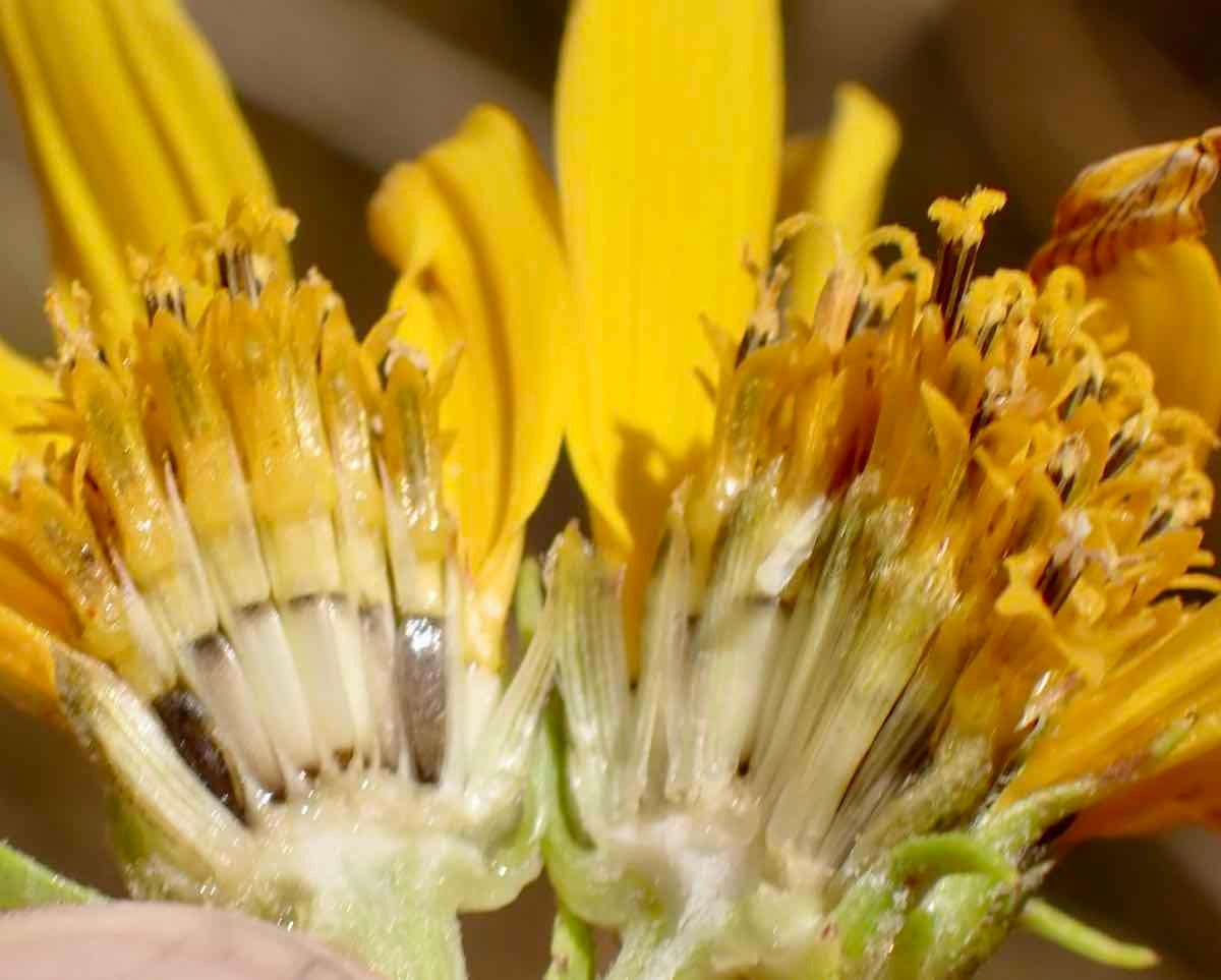 Helianthus nuttallii ssp. nuttallii