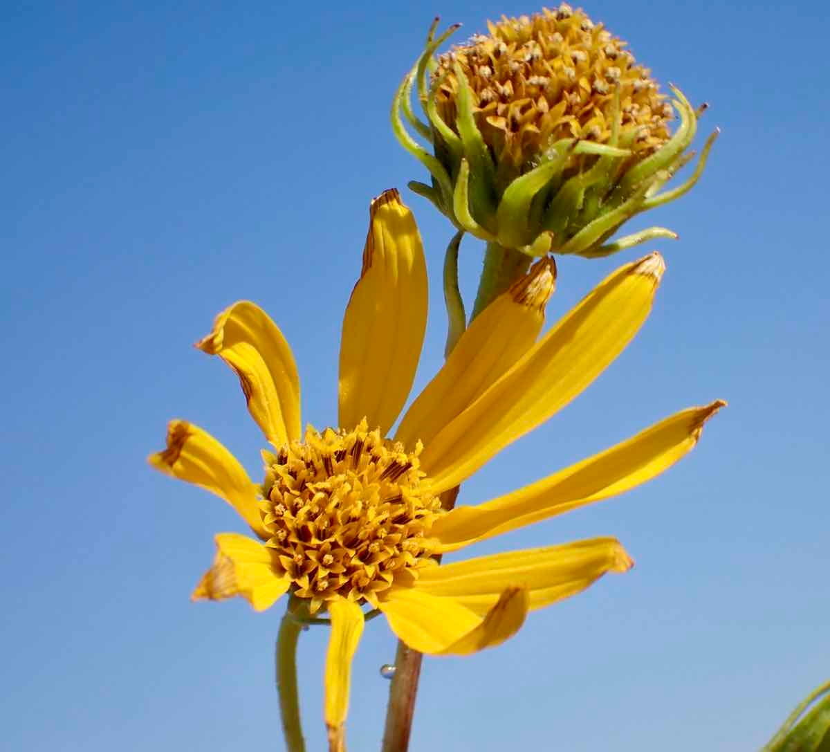 Helianthus nuttallii ssp. nuttallii