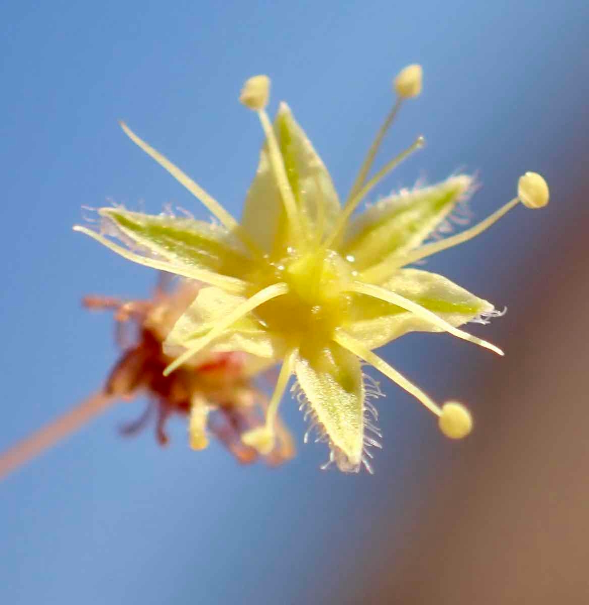 Eriogonum inflatum