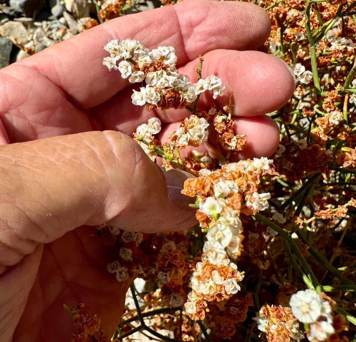 Eriogonum heermannii var. argense