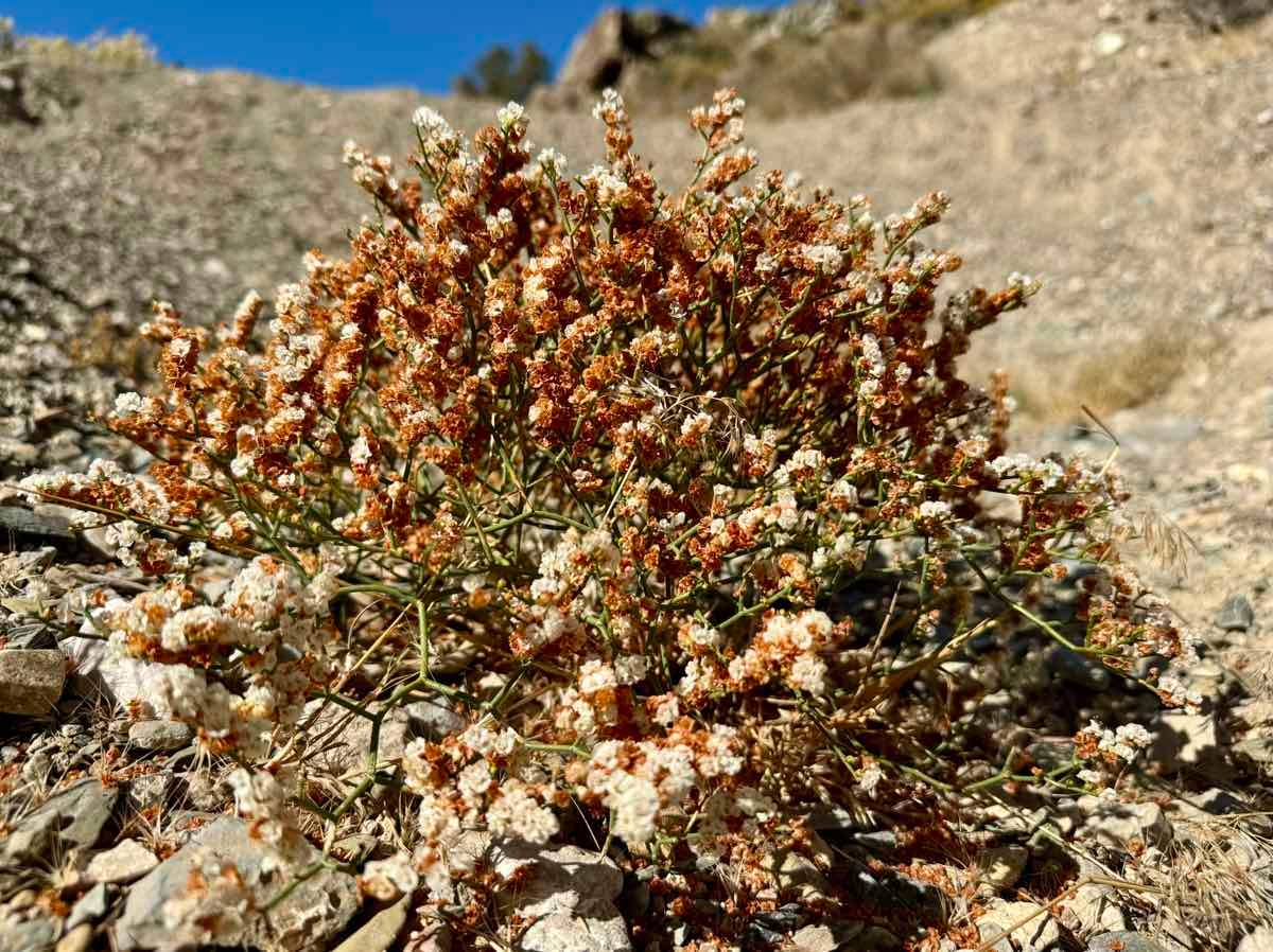 Eriogonum heermannii var. argense