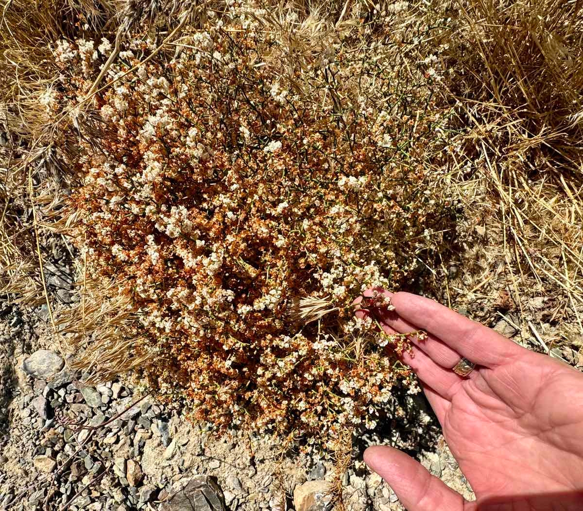 Eriogonum heermannii var. argense