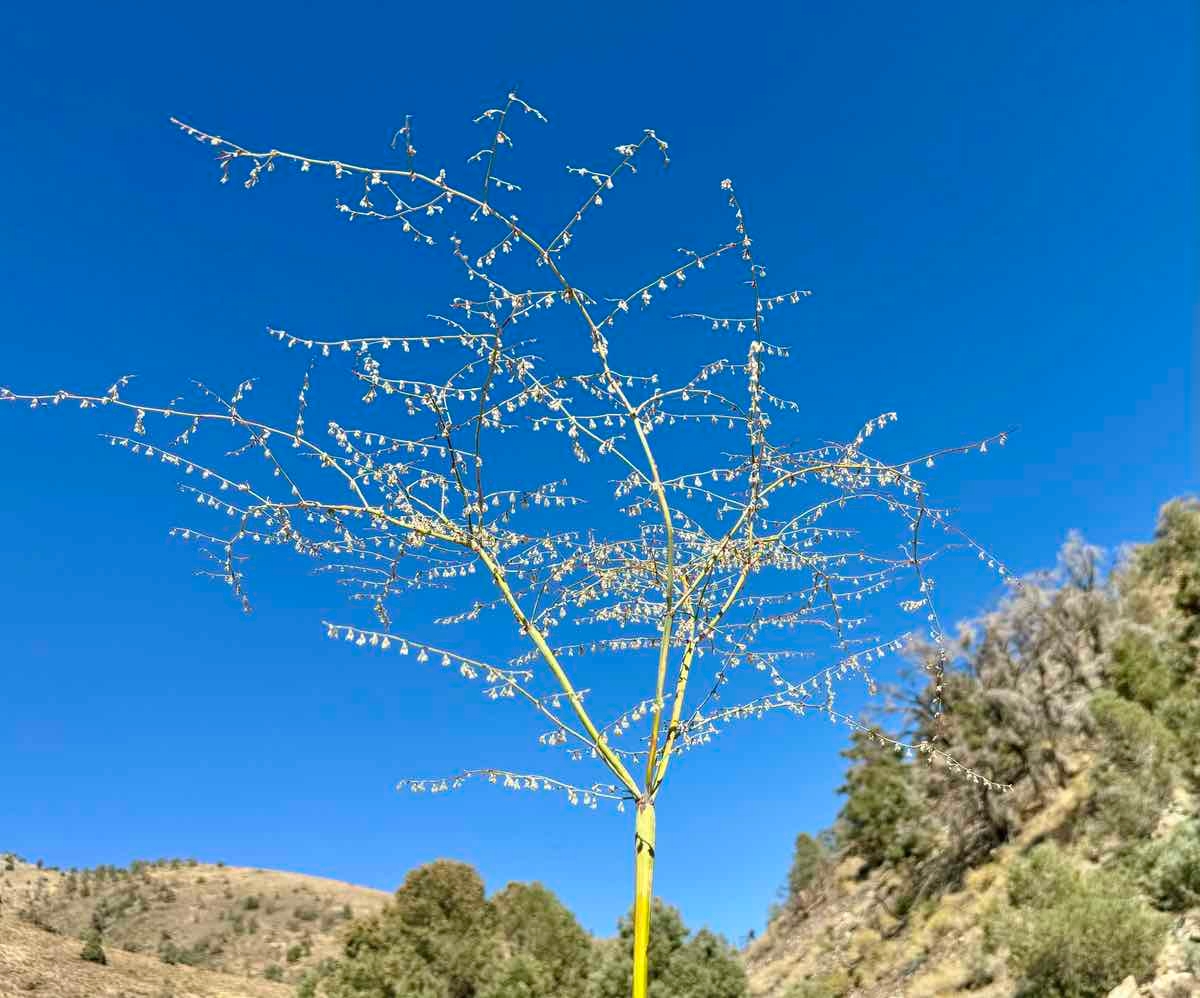 Eriogonum deflexum var. deflexum