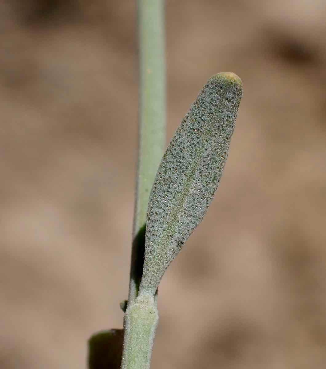 Monardella linoides ssp. sierrae