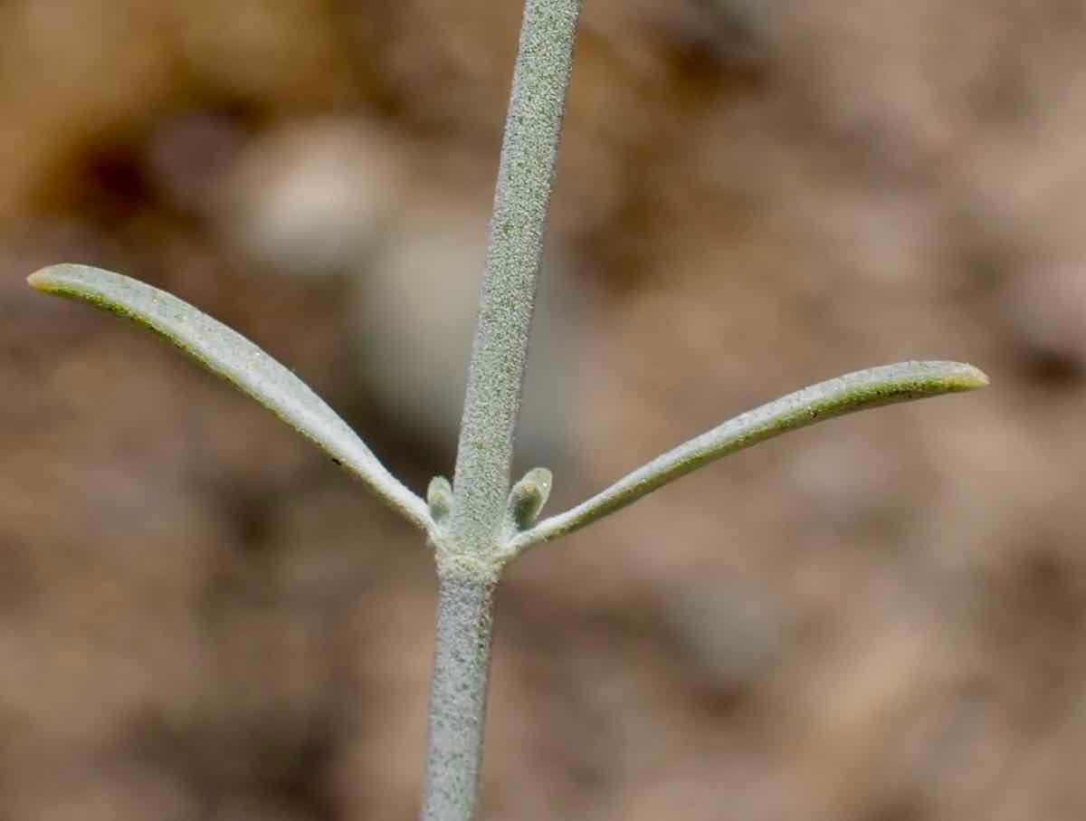 Monardella linoides ssp. sierrae