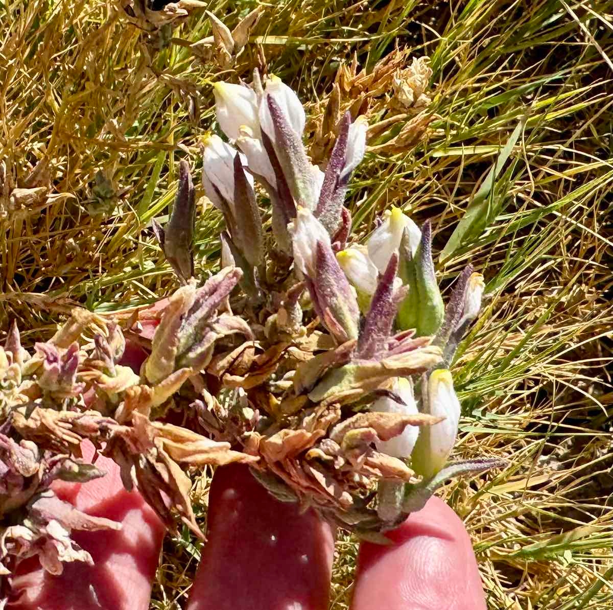 Chloropyron maritimum ssp. canescens