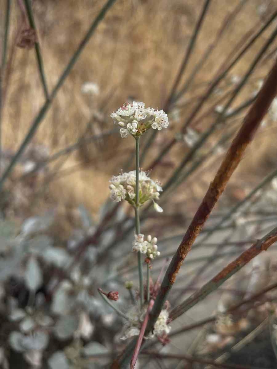 Eriogonum nudum var. murinum