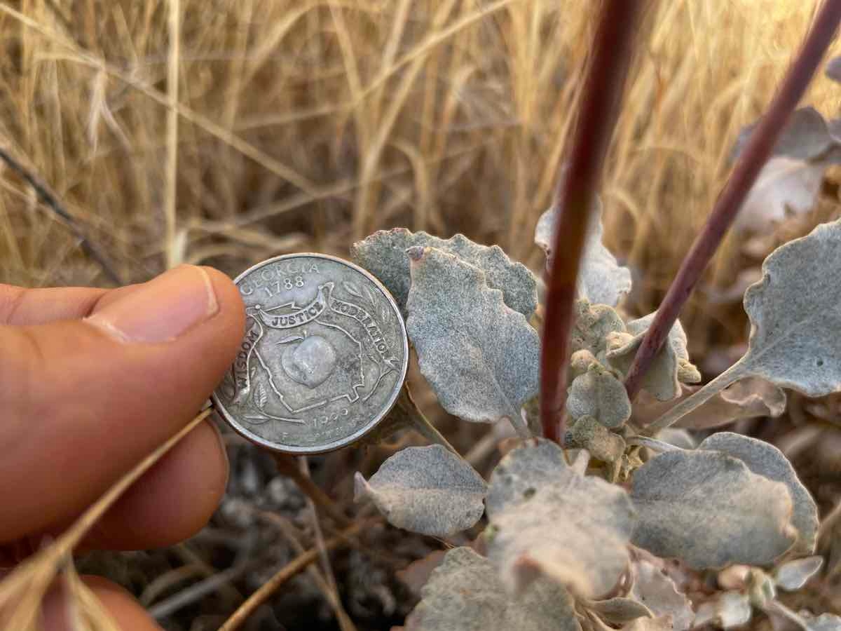 Eriogonum nudum var. murinum