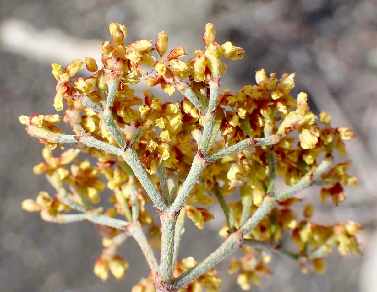 Eriogonum microtheca var. ambiguum