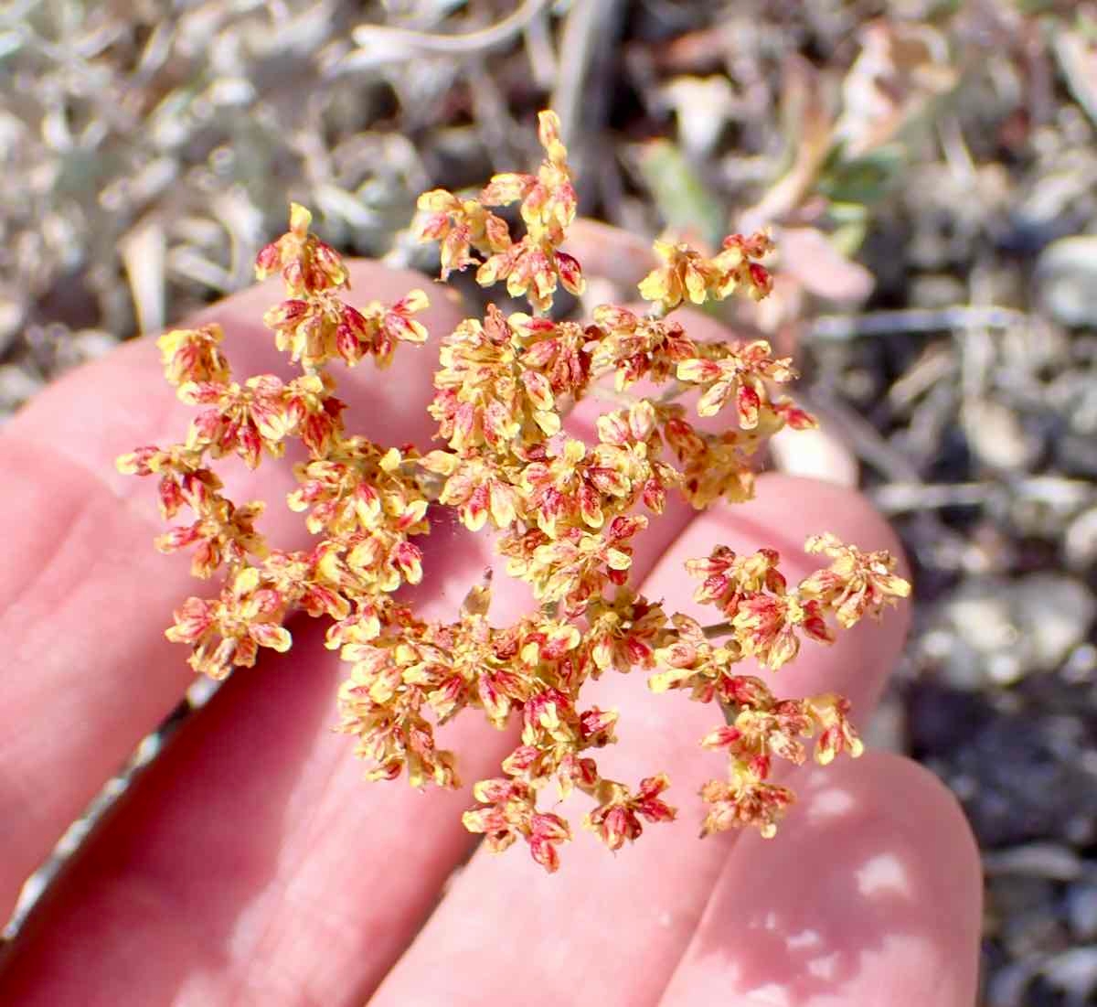 Eriogonum microtheca var. ambiguum