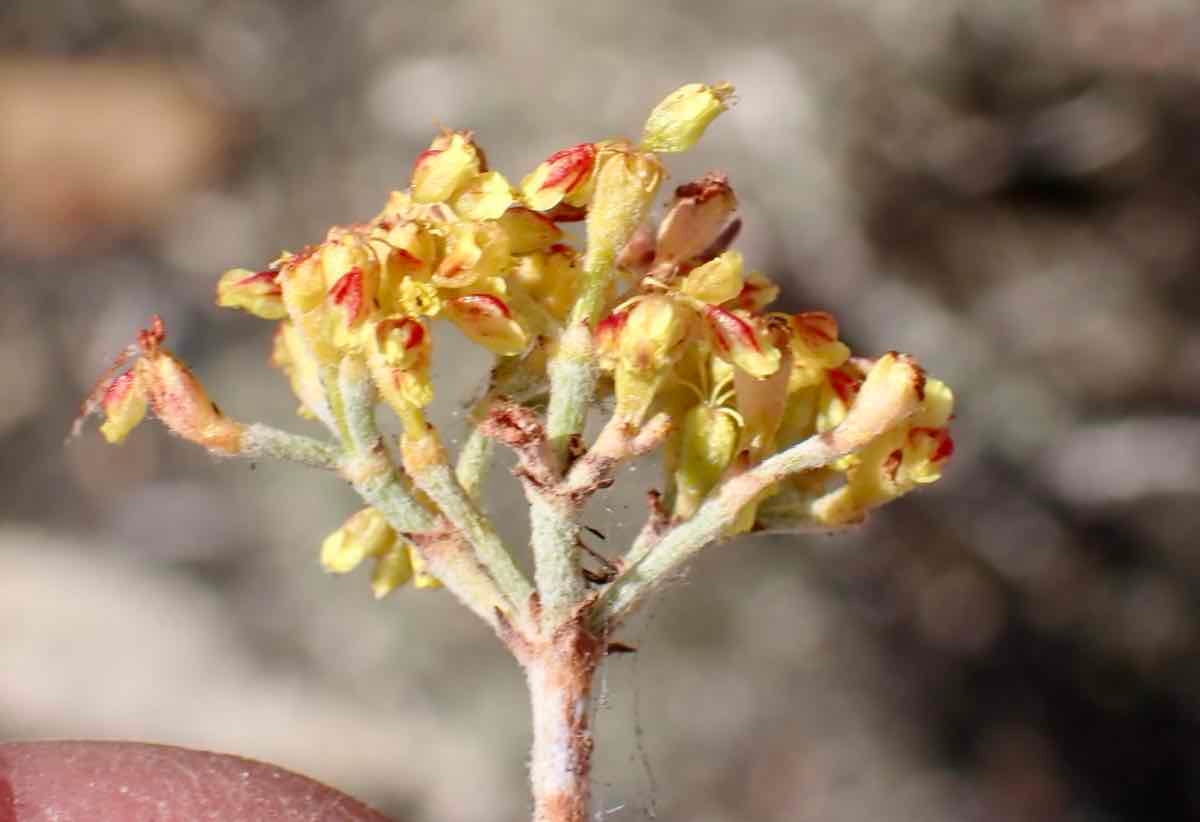 Eriogonum microtheca var. ambiguum