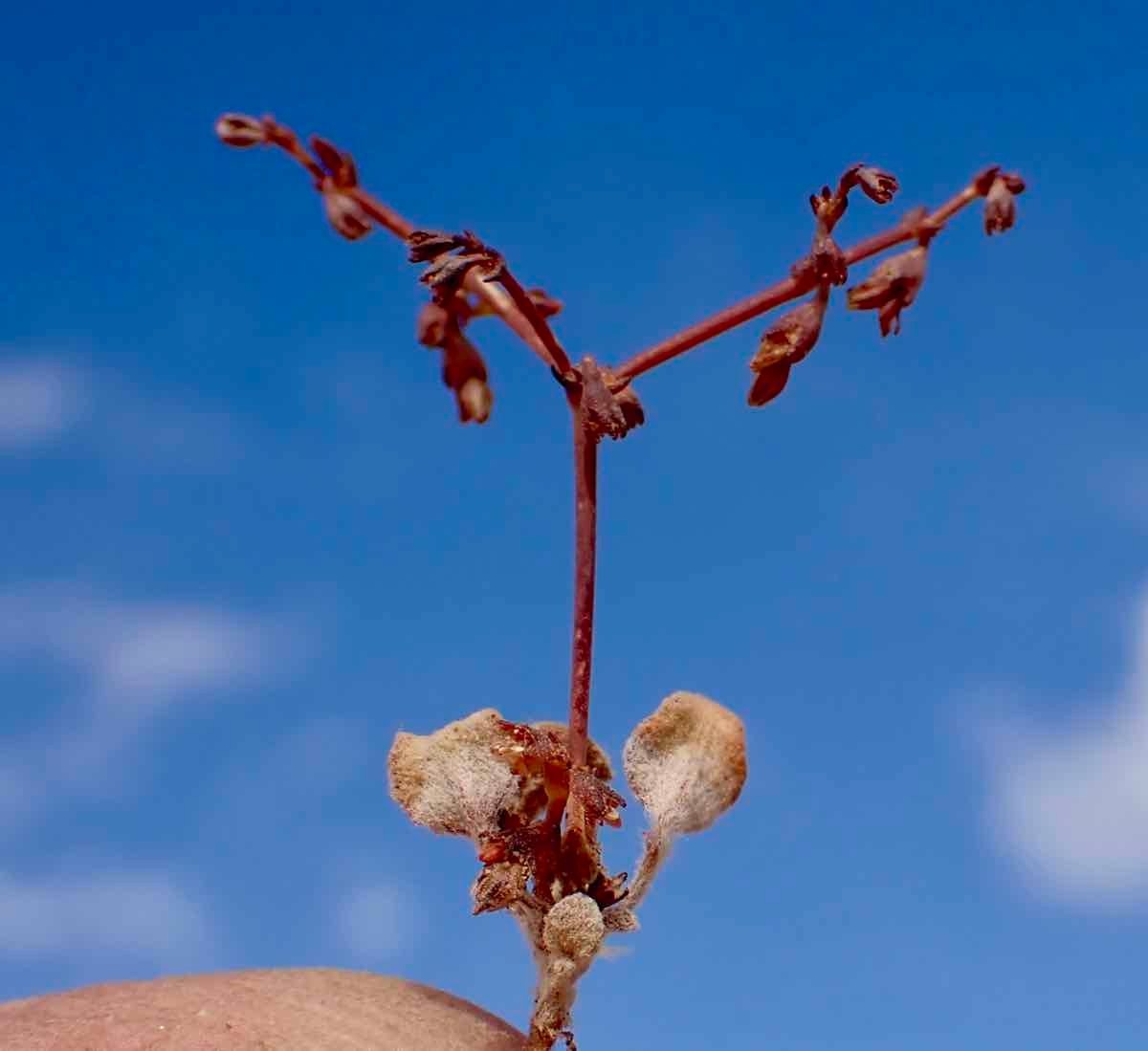 Eriogonum cernuum