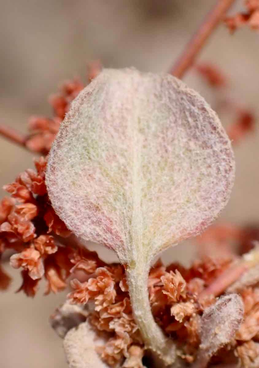 Eriogonum cernuum