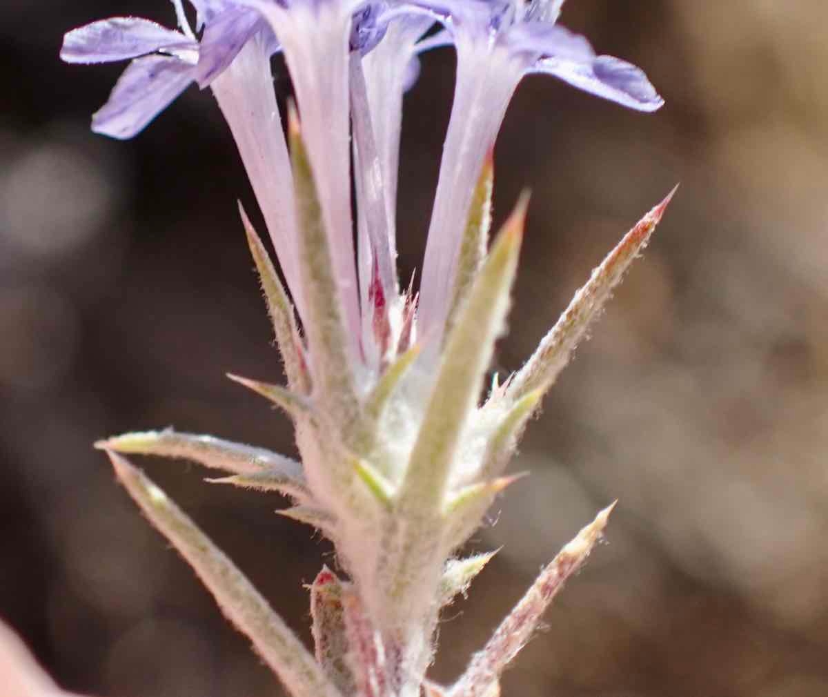 Eriastrum densifolium ssp. austromontanum