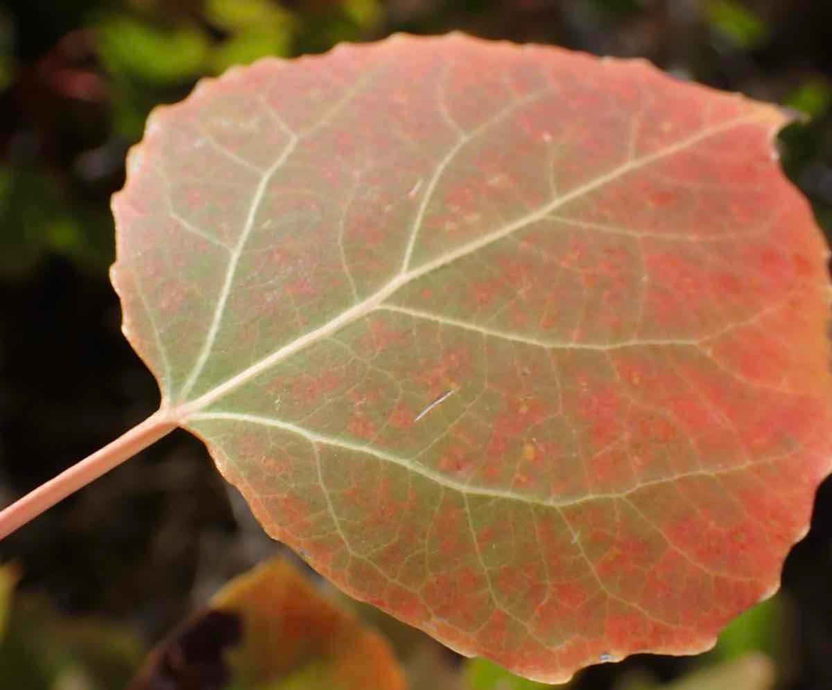 Populus tremuloides