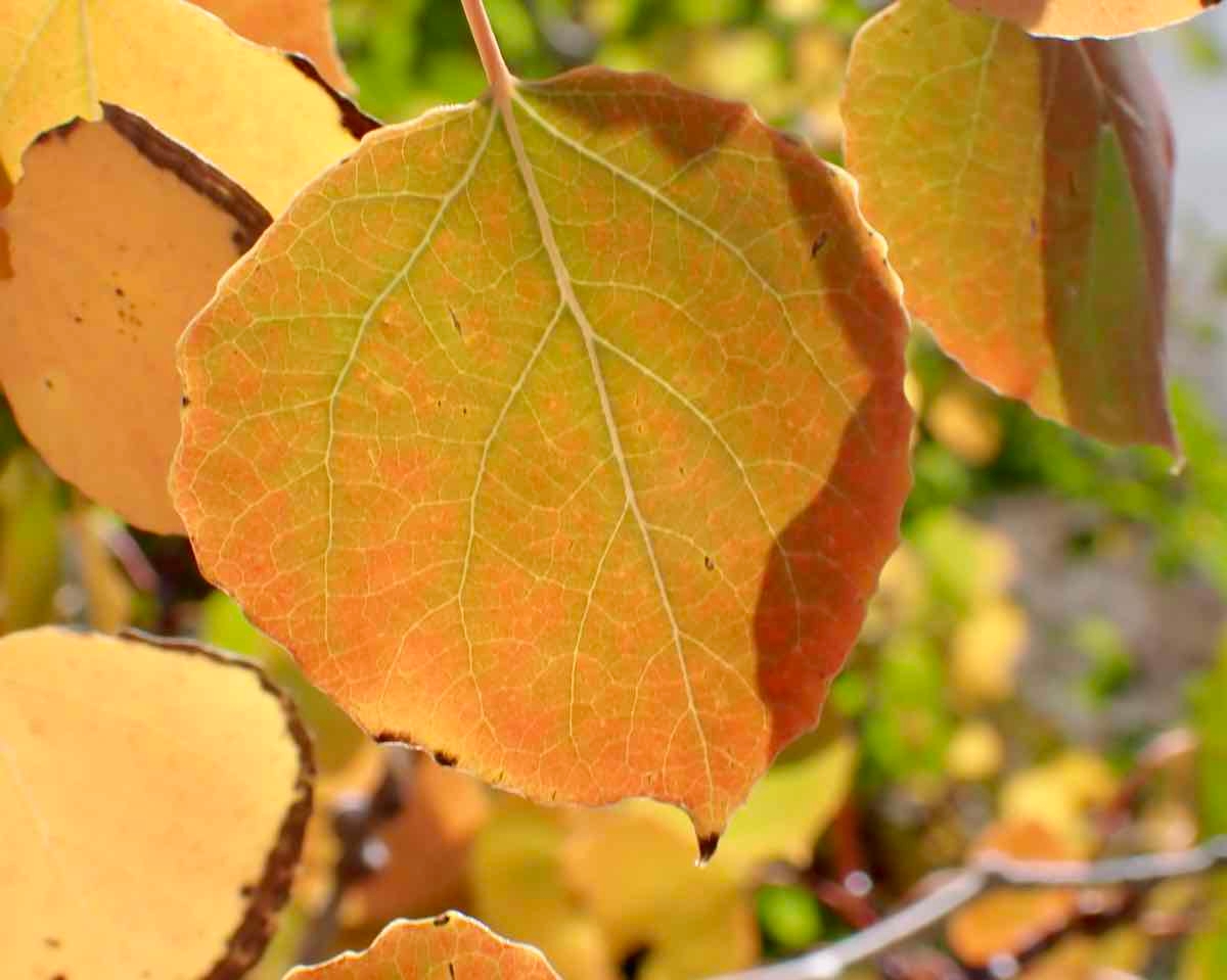 Populus tremuloides