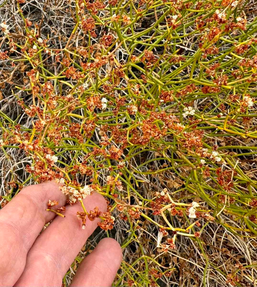 Eriogonum heermannii var. humilius