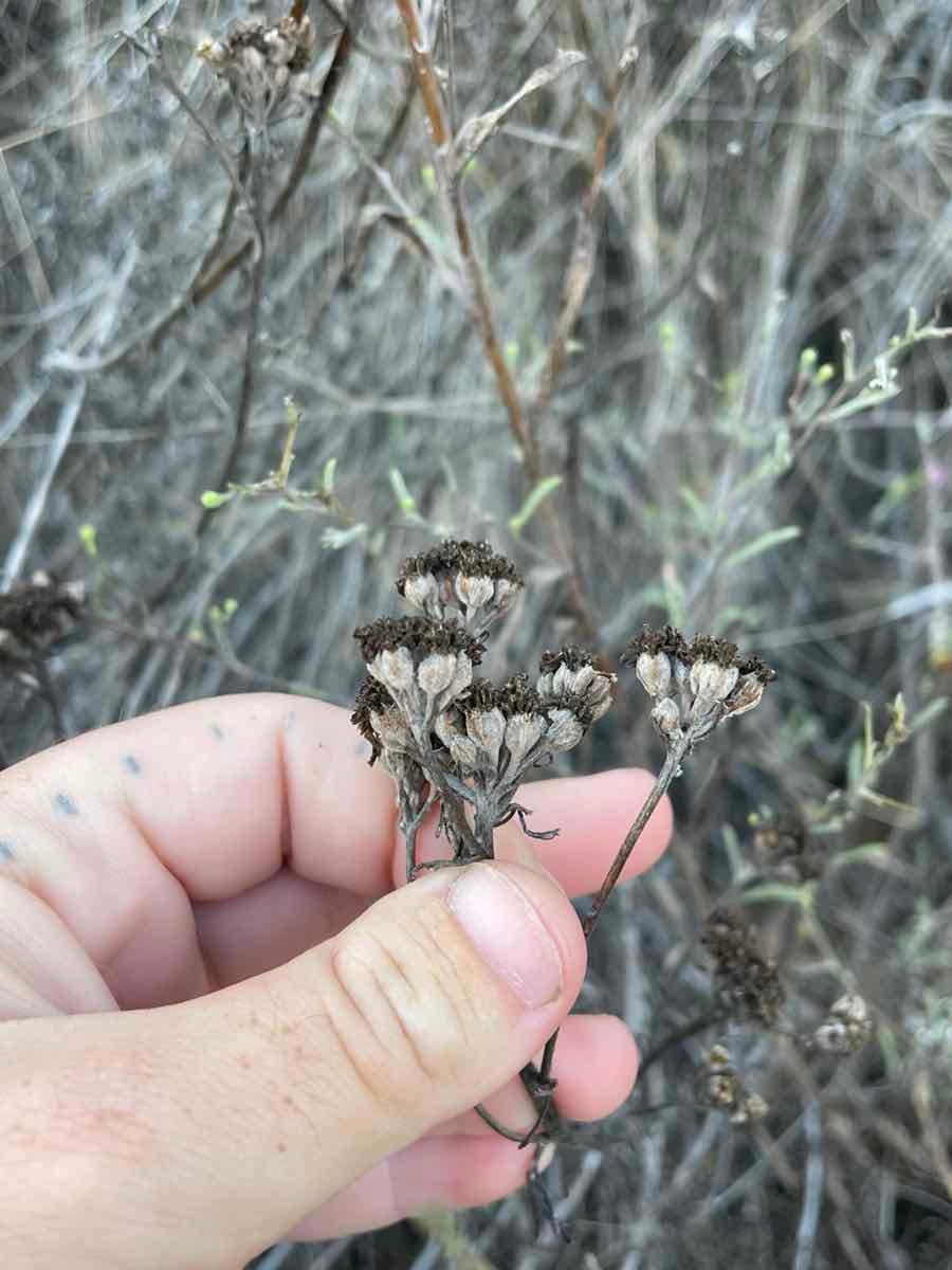 Eriophyllum confertiflorum