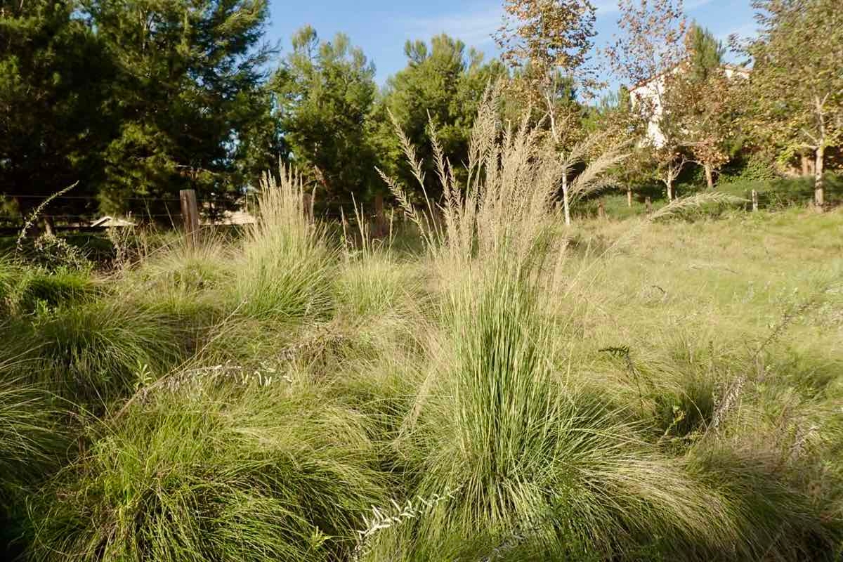 Leptochloa fusca ssp. uninervia