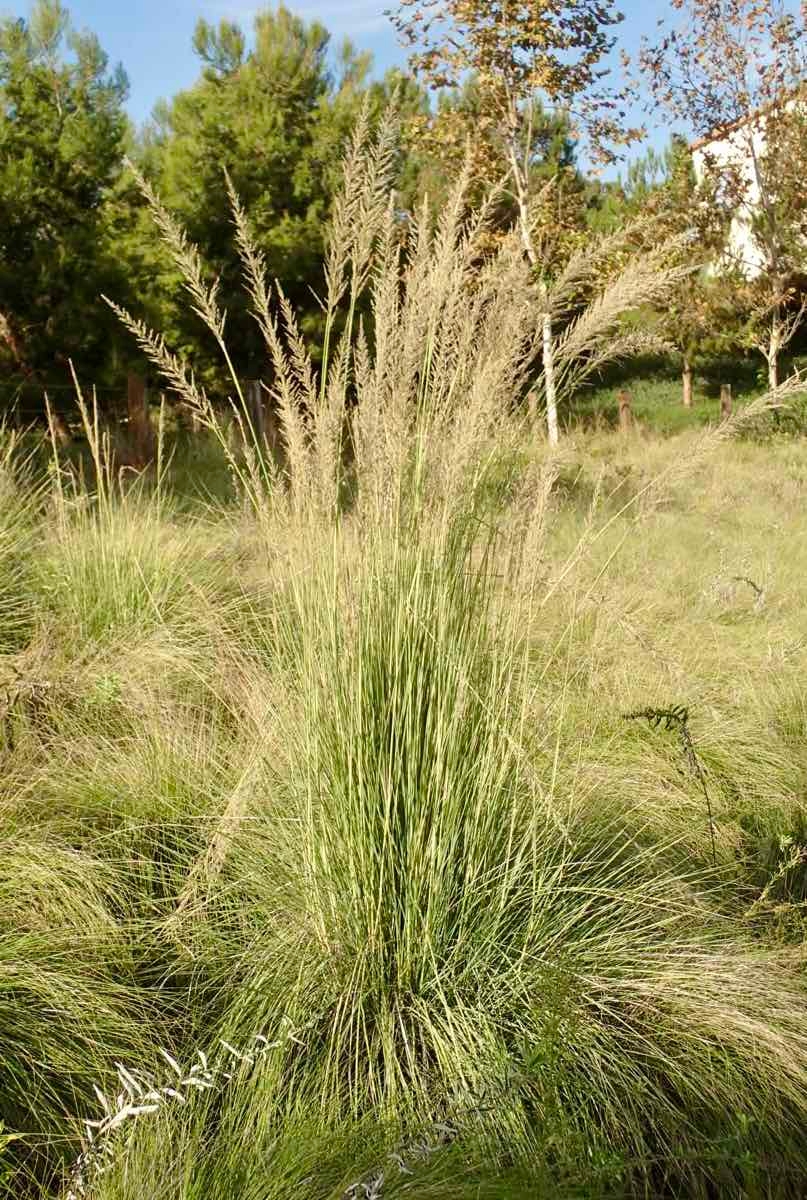 Leptochloa fusca ssp. uninervia