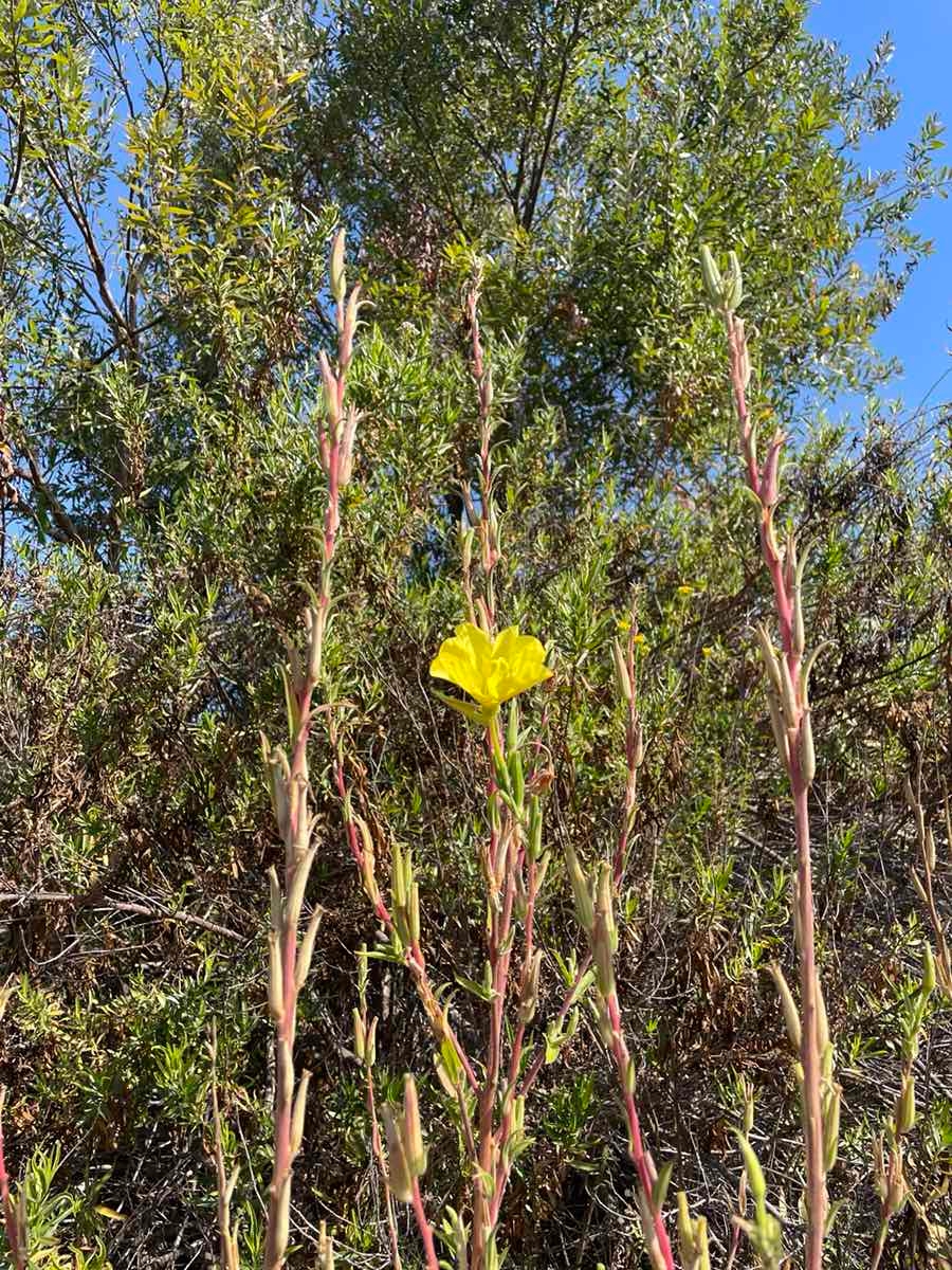 Oenothera elata