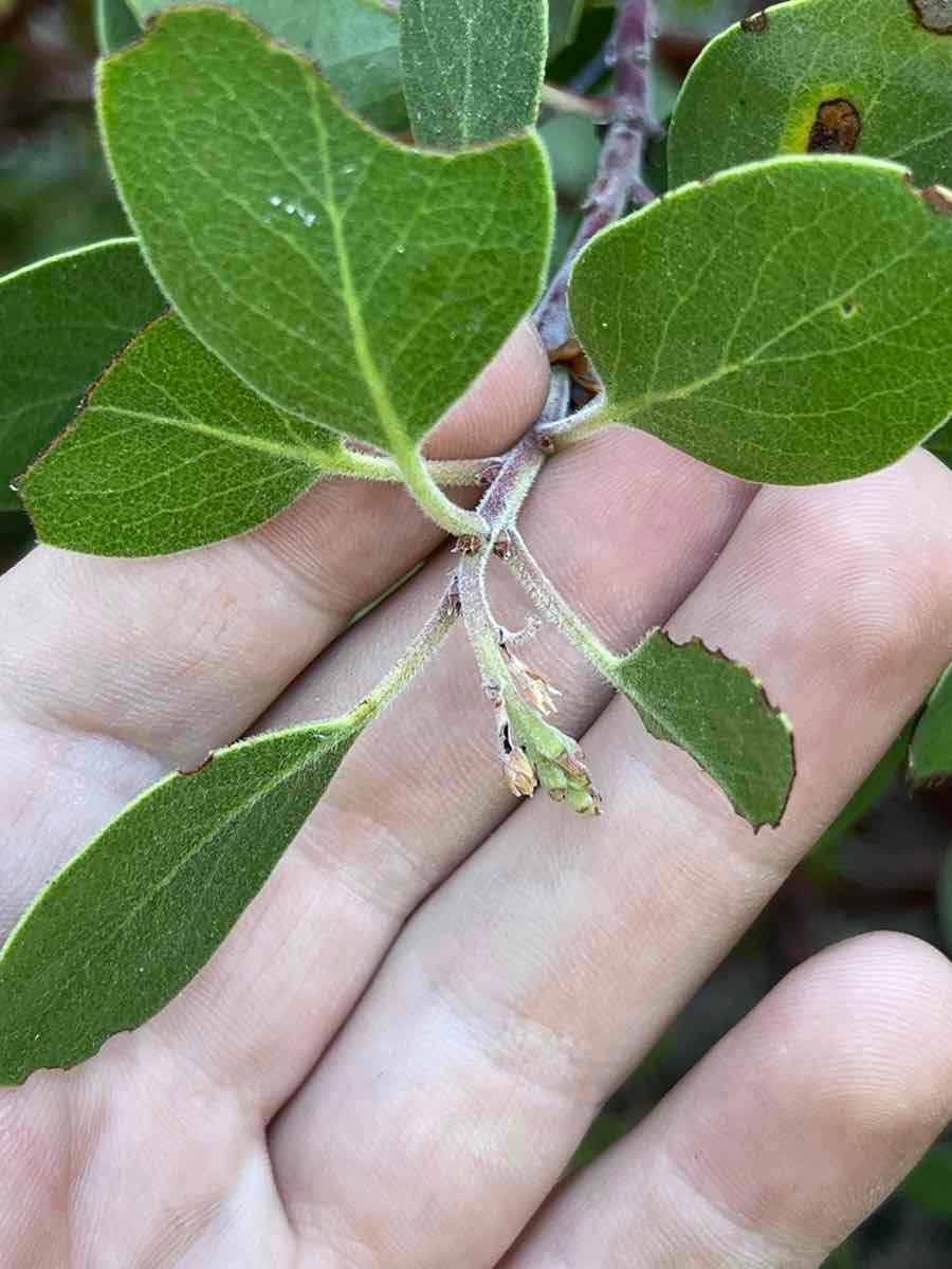 Arctostaphylos glandulosa ssp. gabrielensis