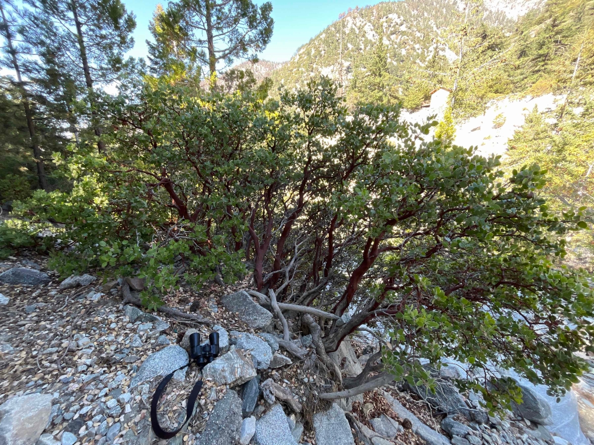 Arctostaphylos glandulosa ssp. gabrielensis