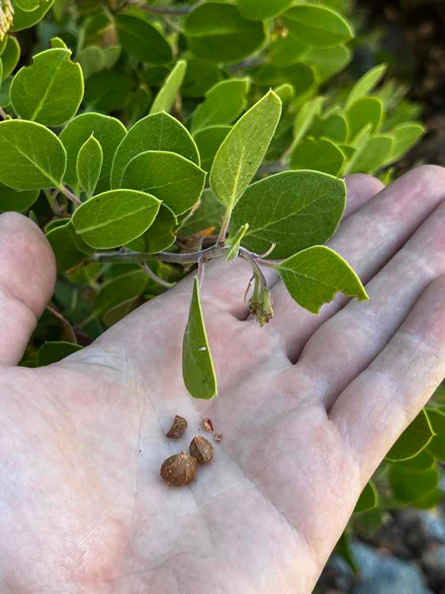 Arctostaphylos glandulosa ssp. gabrielensis