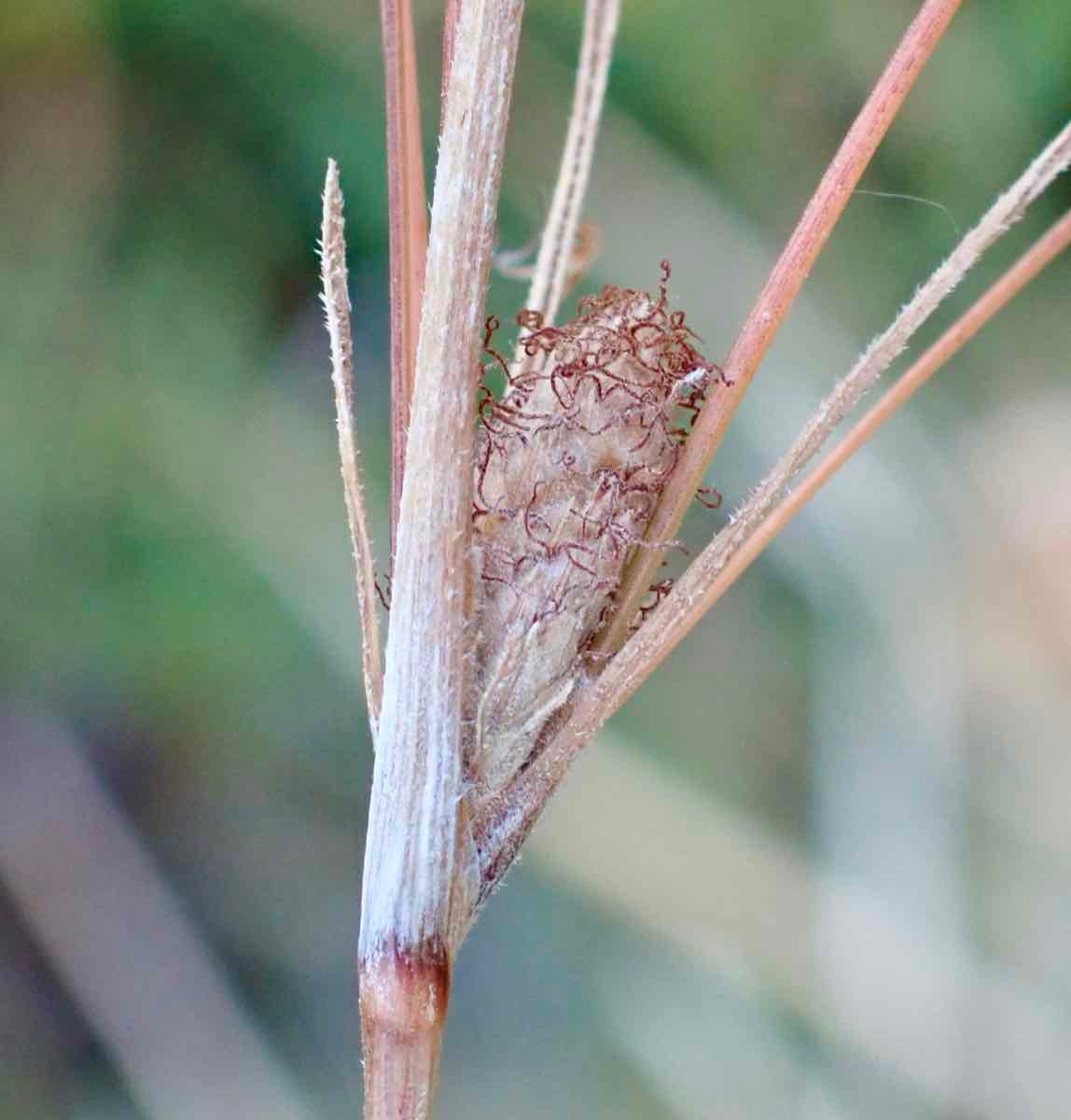 Fimbristylis thermalis