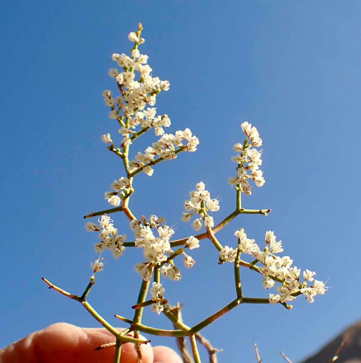 Eriogonum heermannii var. humilius