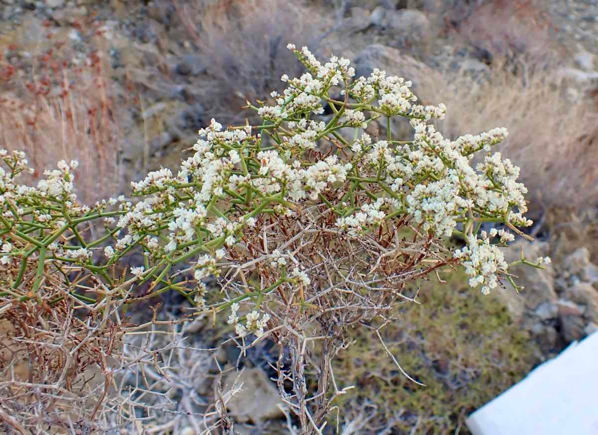 Eriogonum heermannii var. humilius