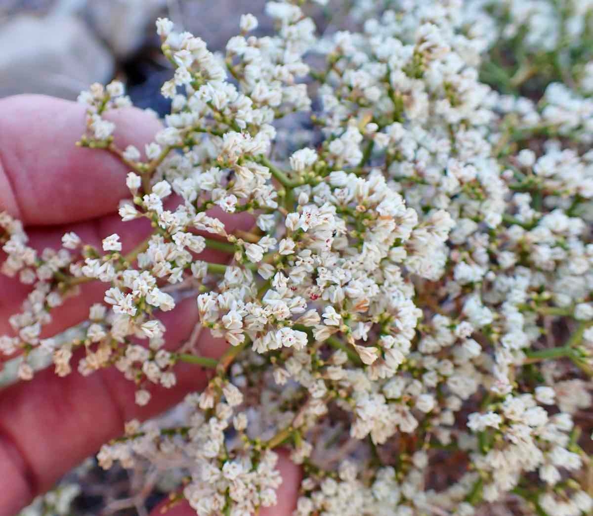 Eriogonum heermannii var. humilius