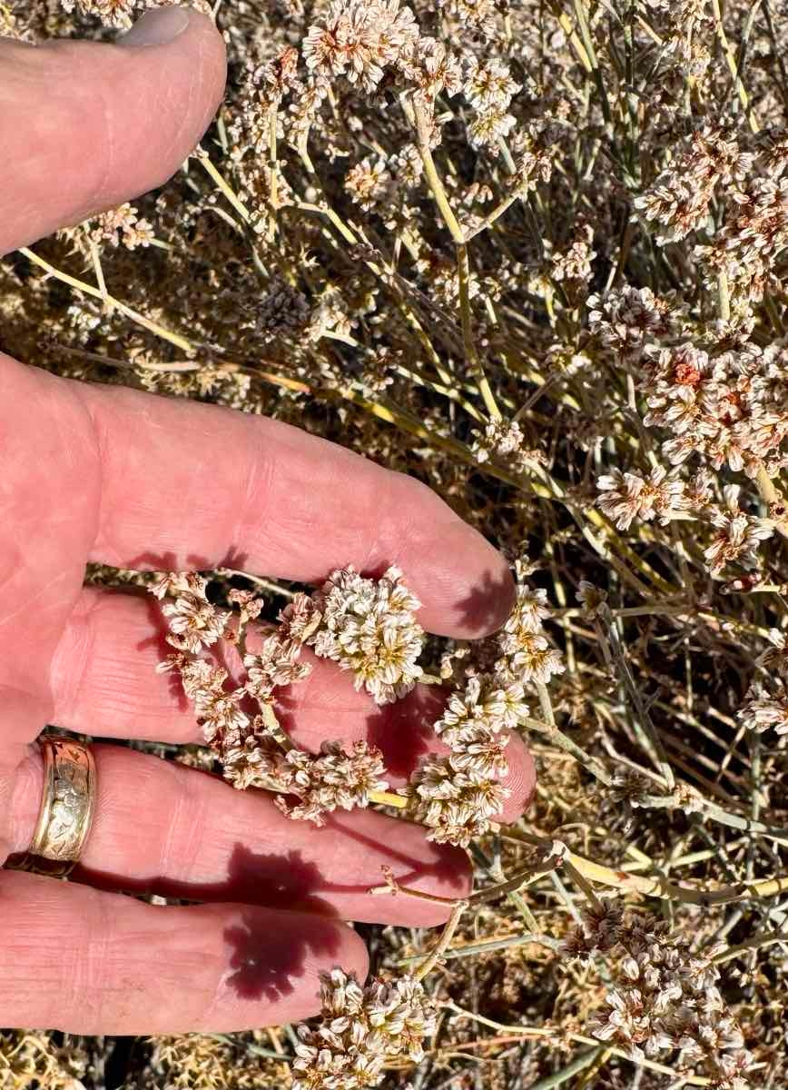 Eriogonum nummulare