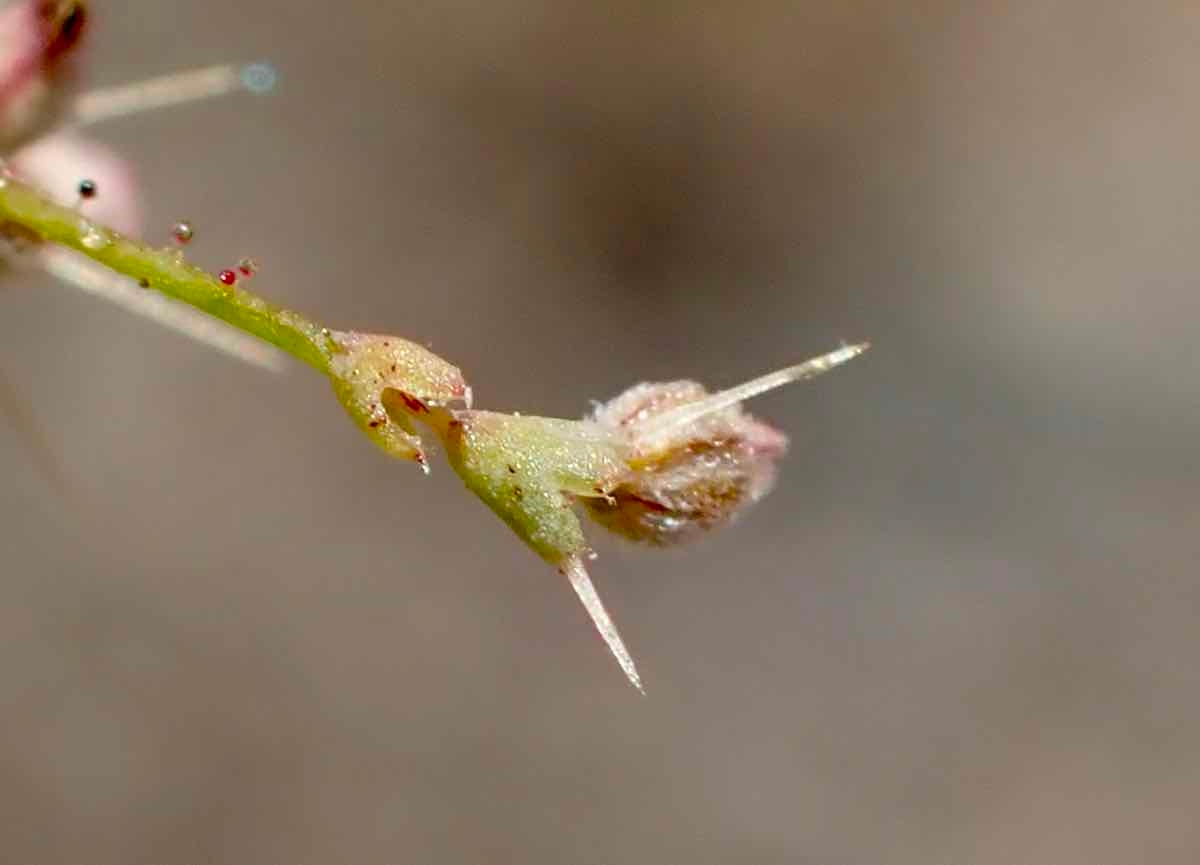 Oxytheca dendroidea ssp. dendroidea