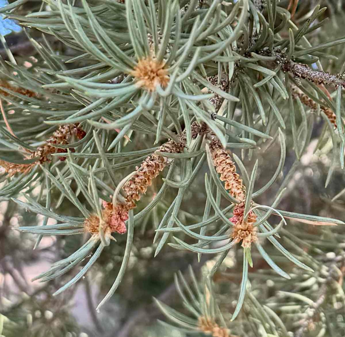 Pinus monophylla