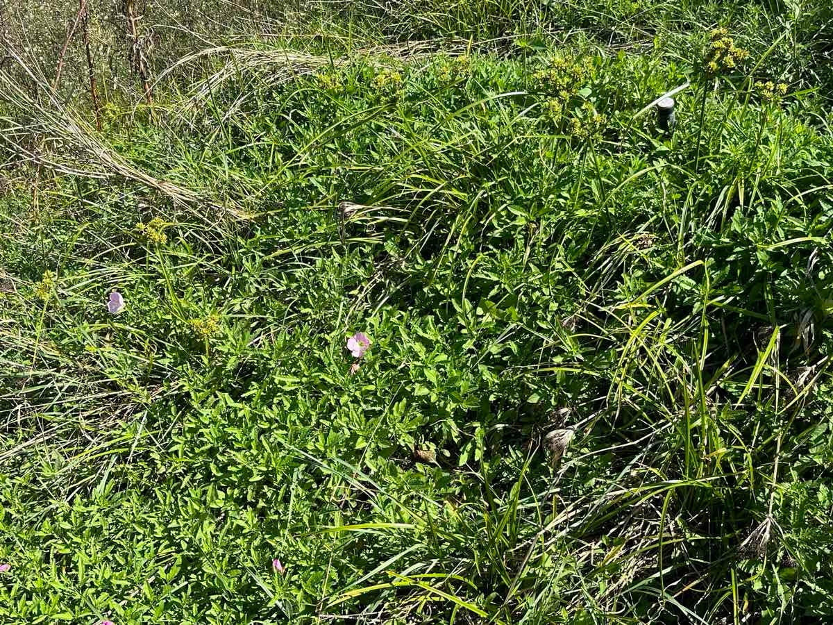 Oenothera speciosa