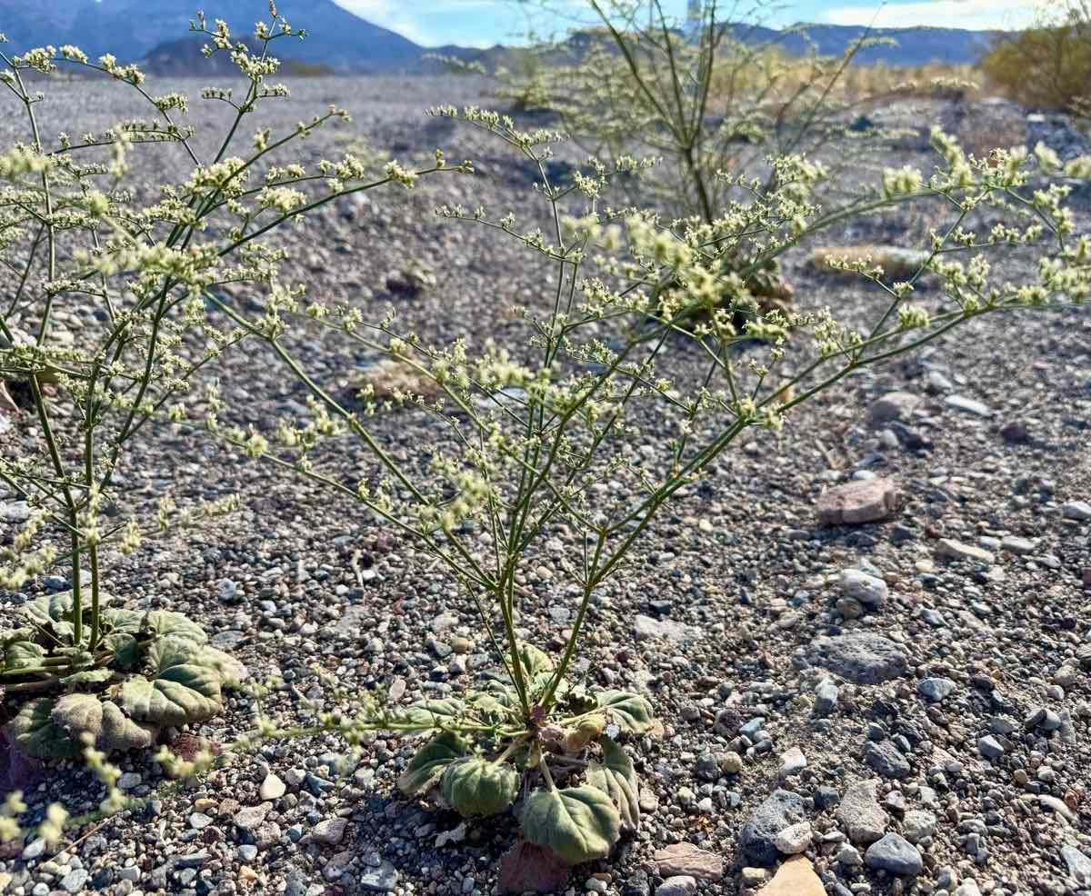 Eriogonum hoffmannii var. robustius