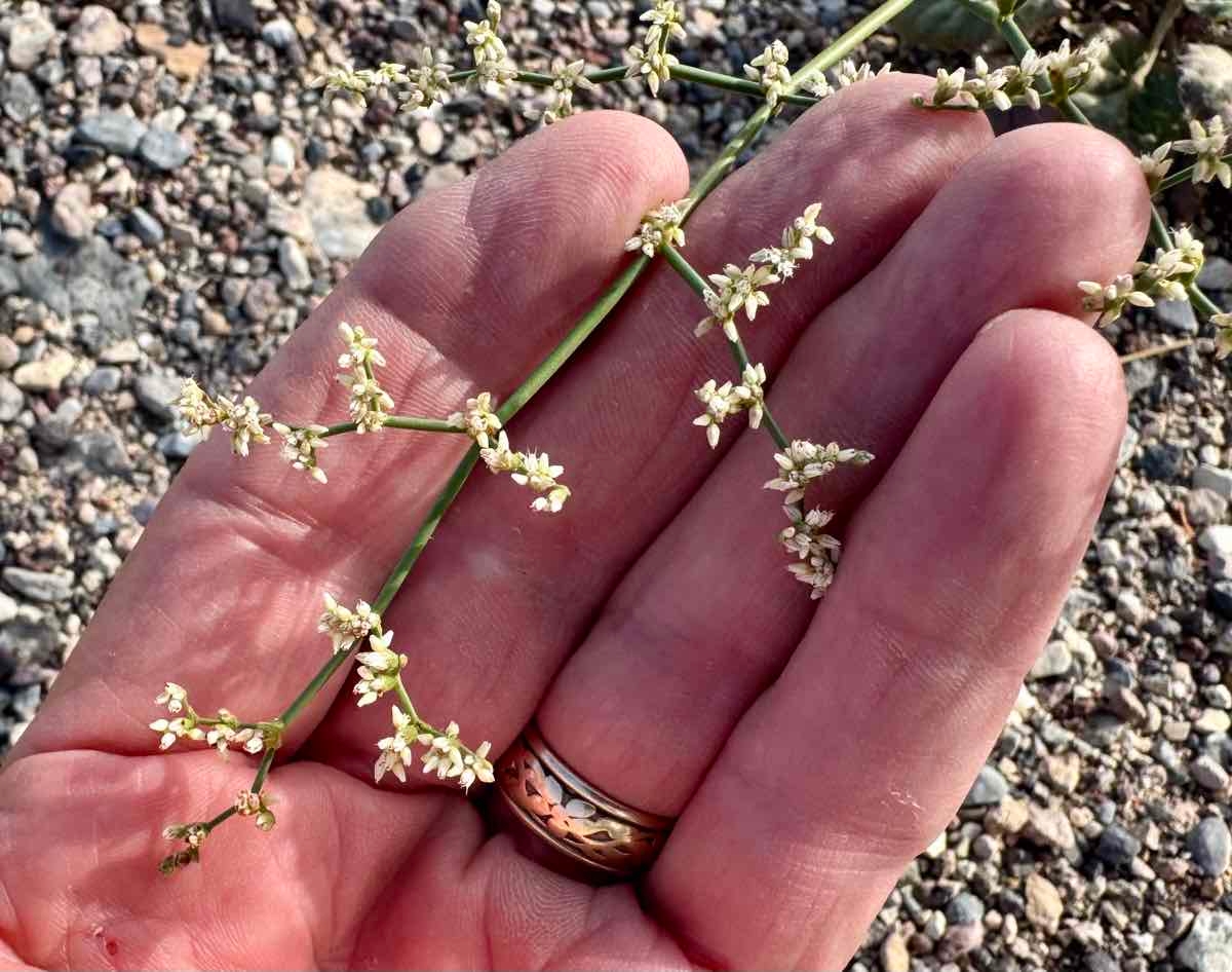 Eriogonum hoffmannii var. robustius