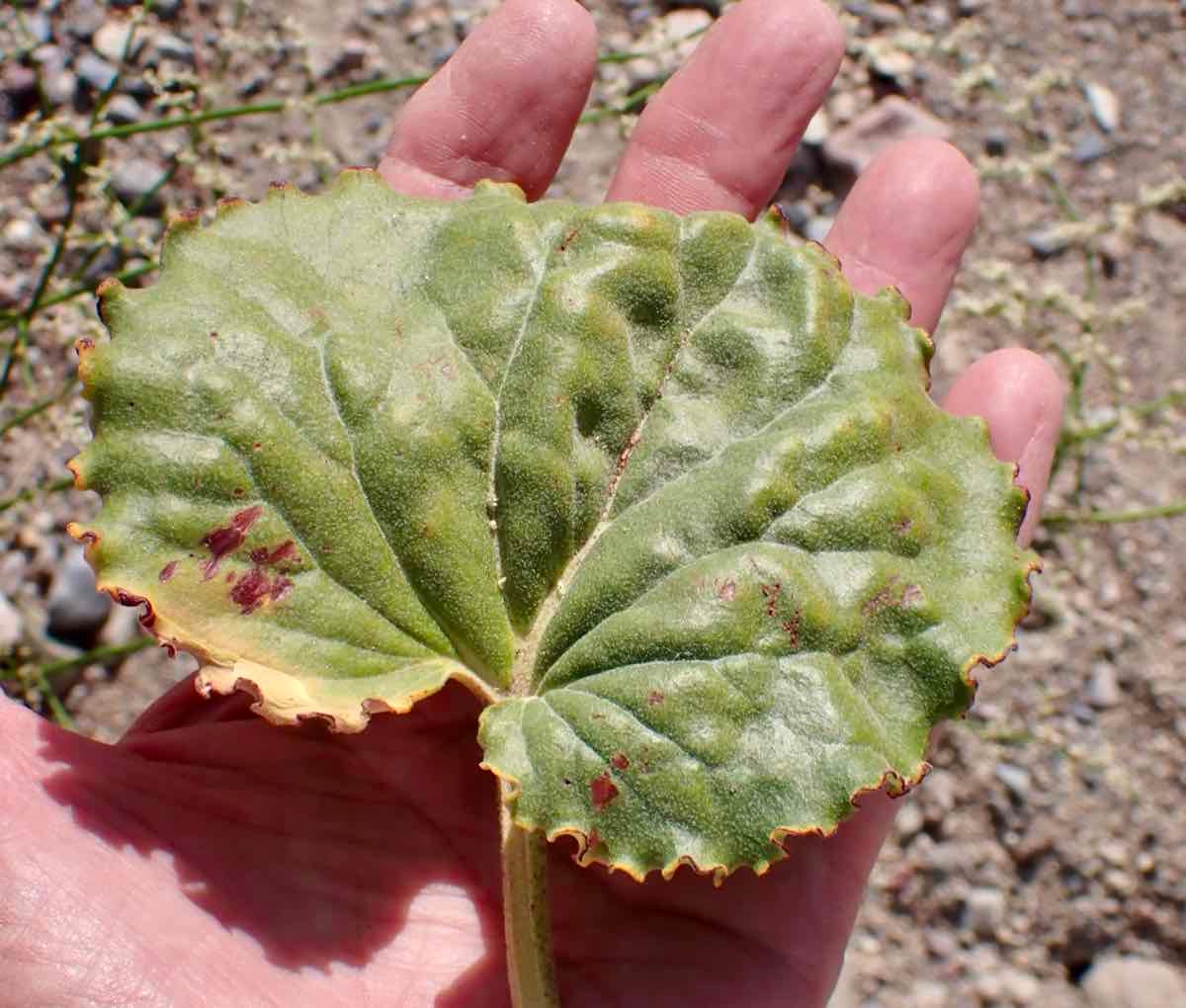 Eriogonum hoffmannii var. robustius