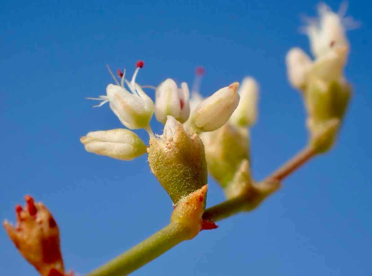 Eriogonum hoffmannii var. robustius