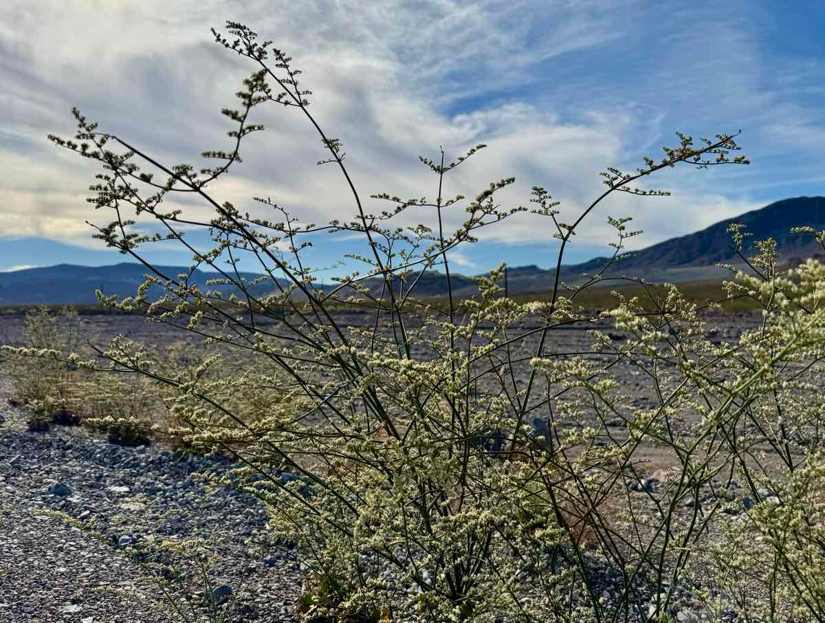 Eriogonum hoffmannii var. robustius