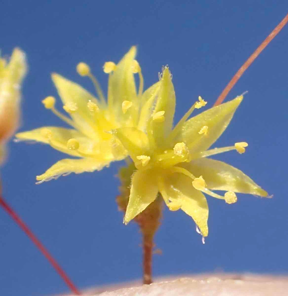 Eriogonum trichopes