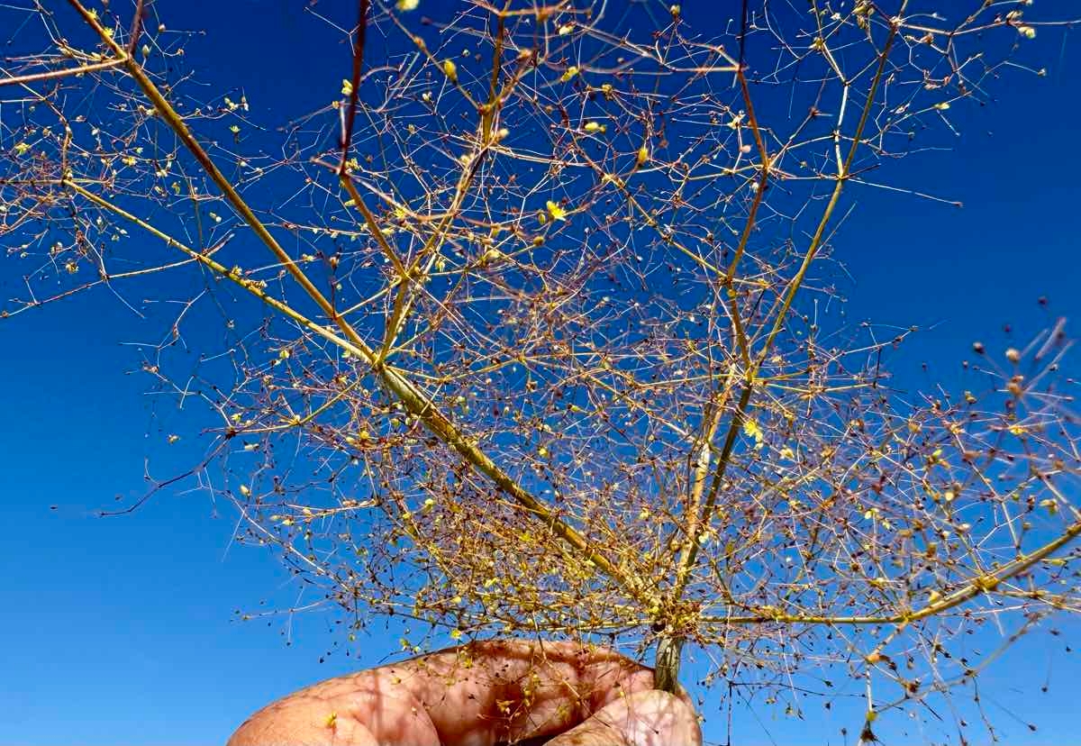 Eriogonum trichopes