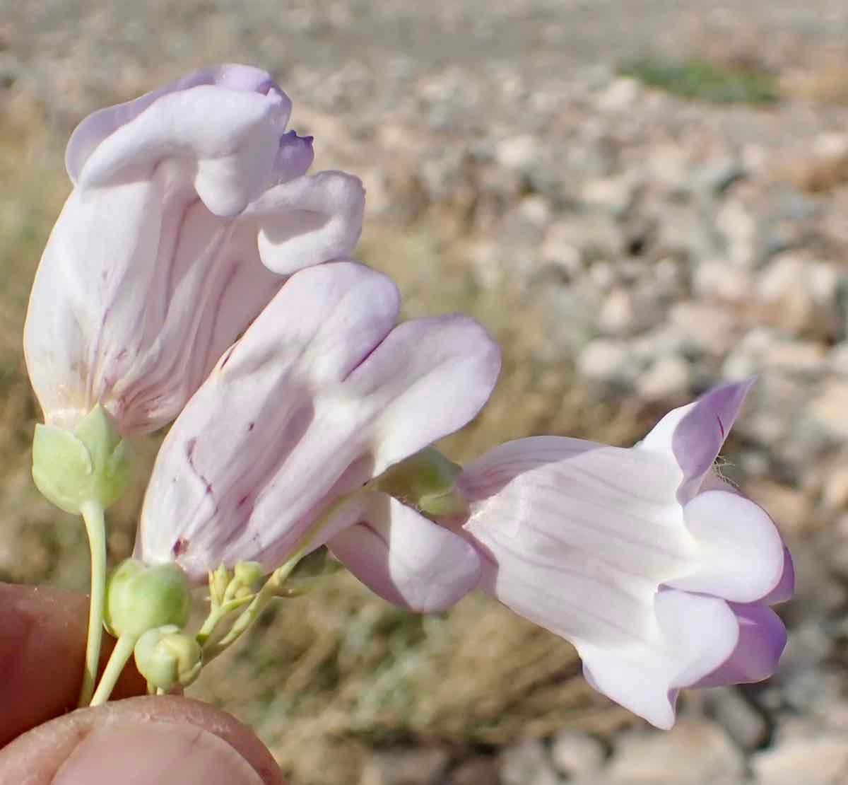 Penstemon fruticiformis var. fruticiformis