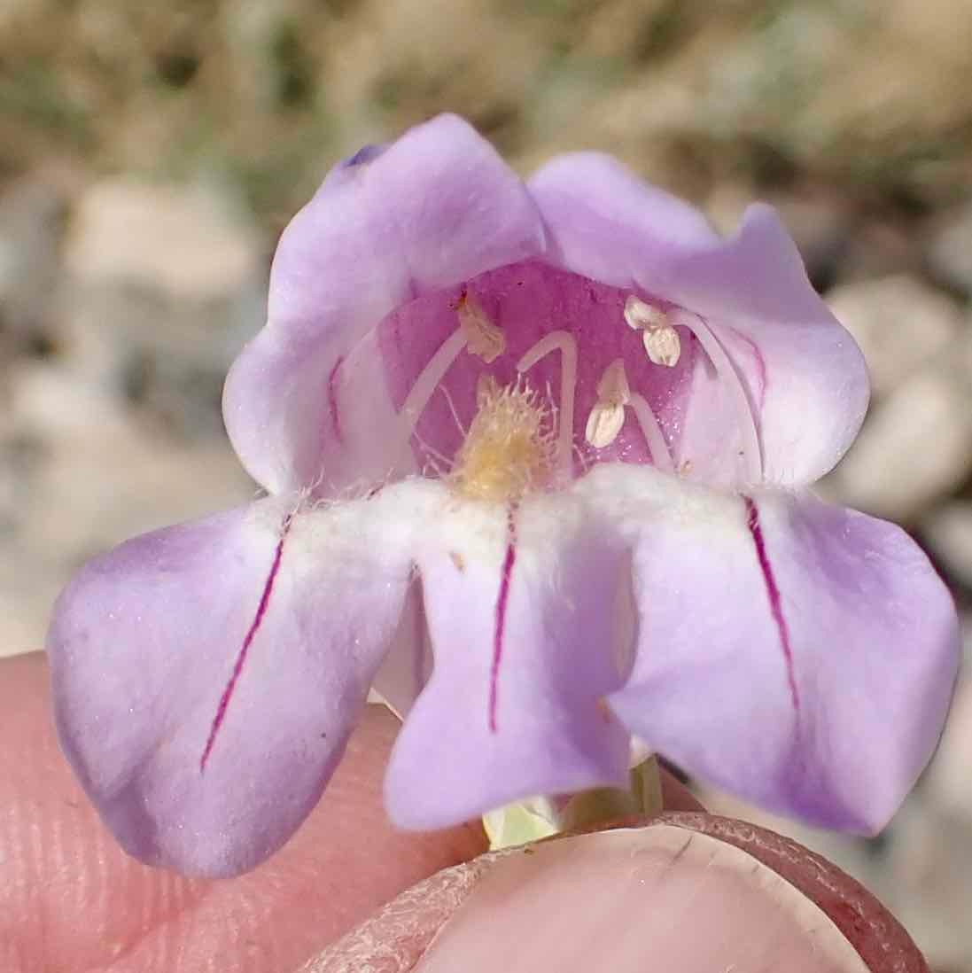 Penstemon fruticiformis var. fruticiformis