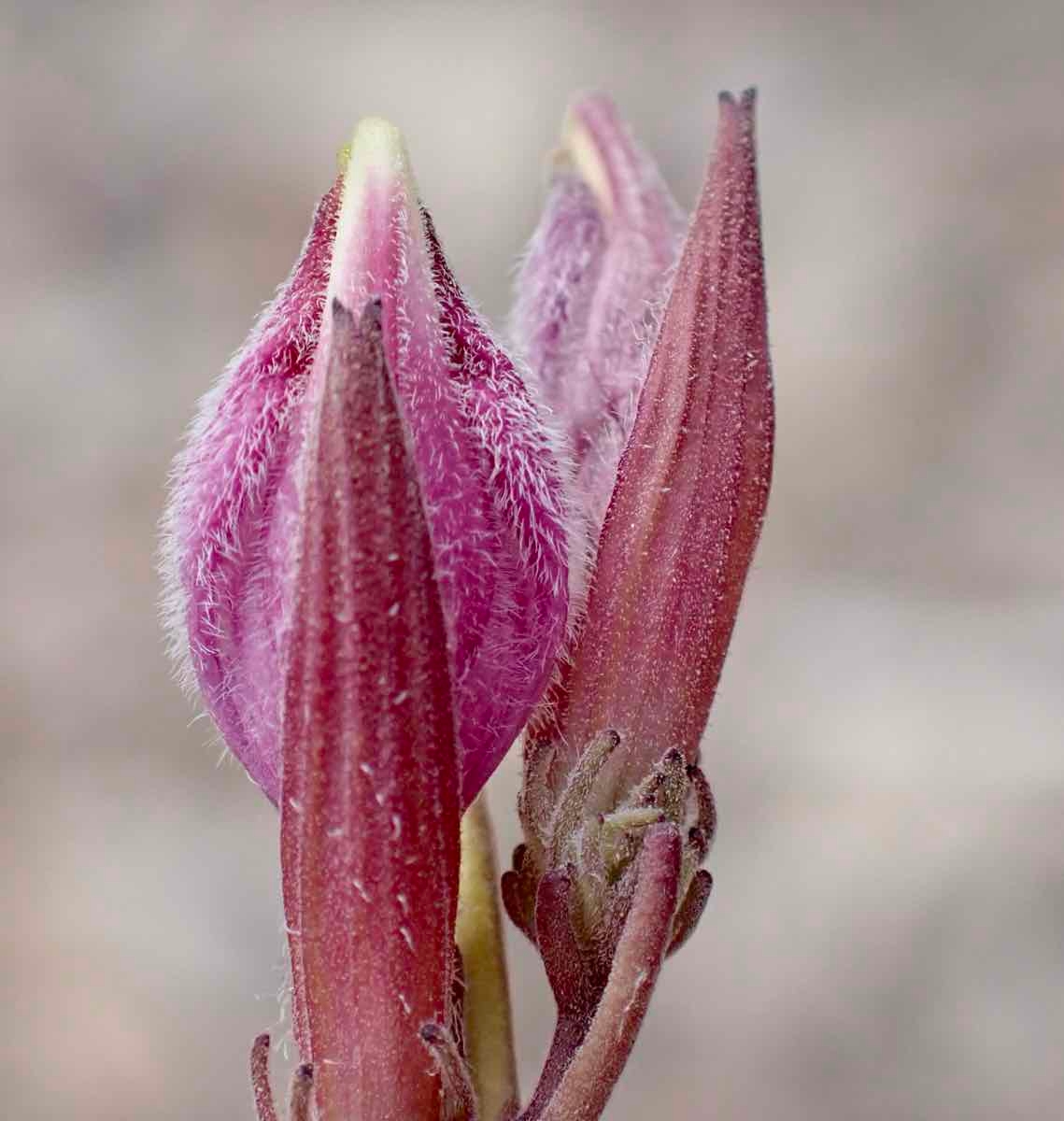 Cordylanthus eremicus ssp. eremicus