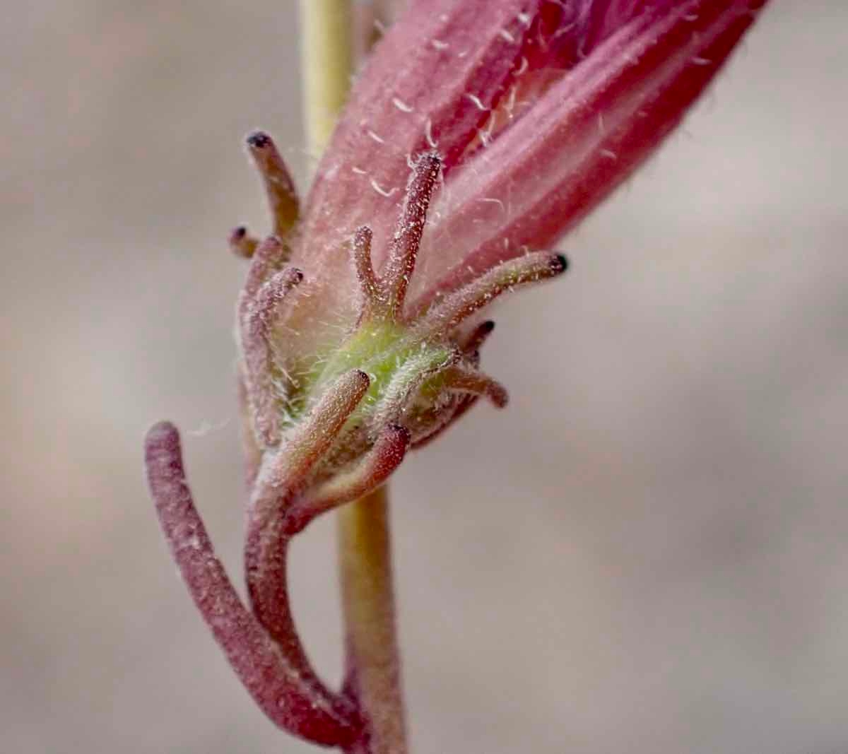 Cordylanthus eremicus ssp. eremicus