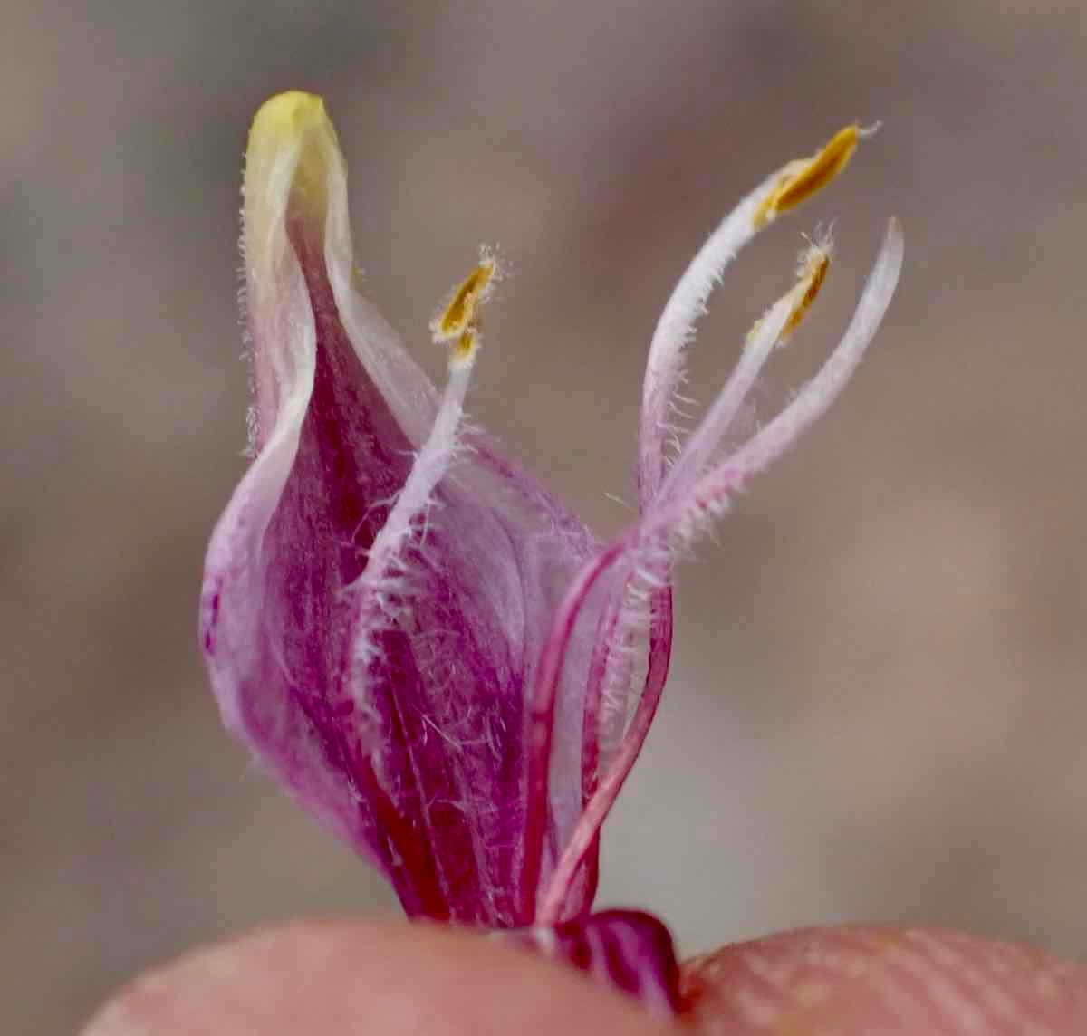 Cordylanthus eremicus ssp. eremicus